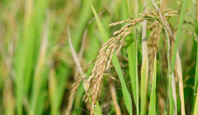 Giá lúa gạo hôm nay 12/7/2023: Ổn định so với ngày hôm qua
