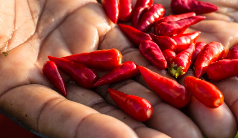 Giá ớt hôm nay 12/07/2023: Tăng 1.000 đồng/kg so với hôm qua