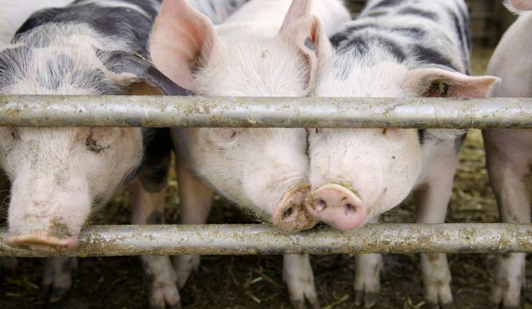 Giá heo hơi hôm nay 13/7: Biến động từ 1.000 đồng/kg