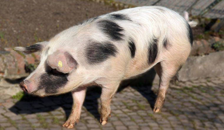 Giá heo hơi hôm nay 15/7: Tiếp tục biến động