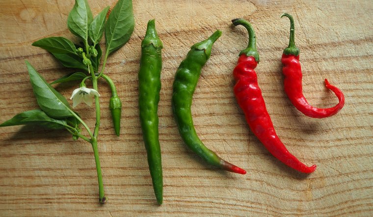 Giá ớt hôm nay 15/07/2023: Cuối tuần giảm 1.000 đồng/kg