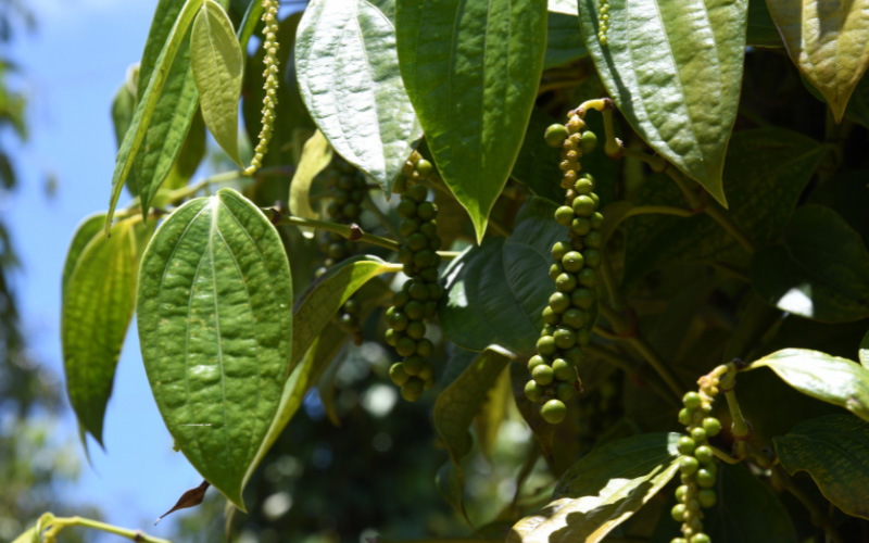 Giá tiêu thế giới