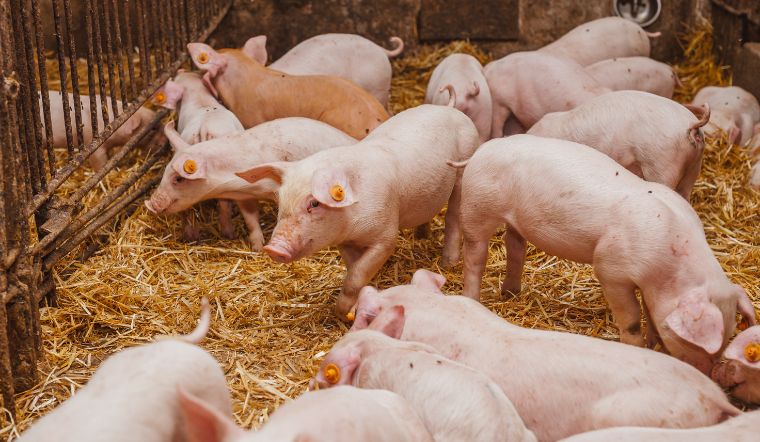 Giá heo hơi hôm nay 17/7: Tương đối ổn định