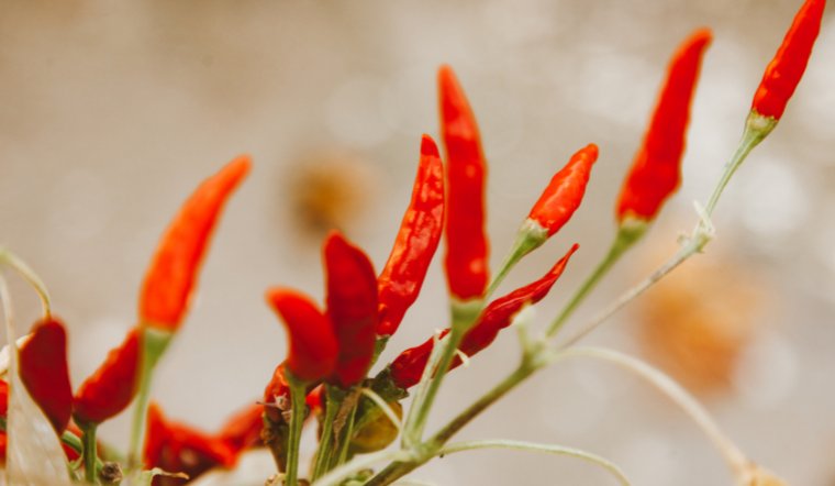 Giá ớt hôm nay 17/07/2023: Duy trì đi ngang đầu tuần