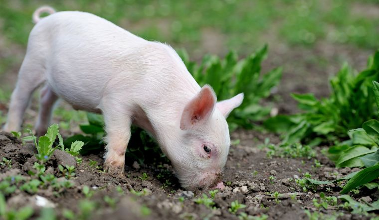 Giá heo hơi hôm nay 18/7: Tiếp tục ổn định