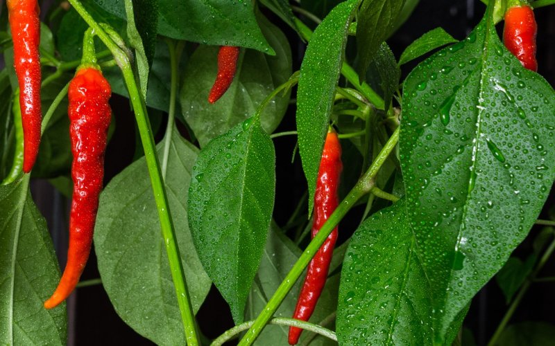 Giá ớt hôm nay 18/07/2023 mới nhất