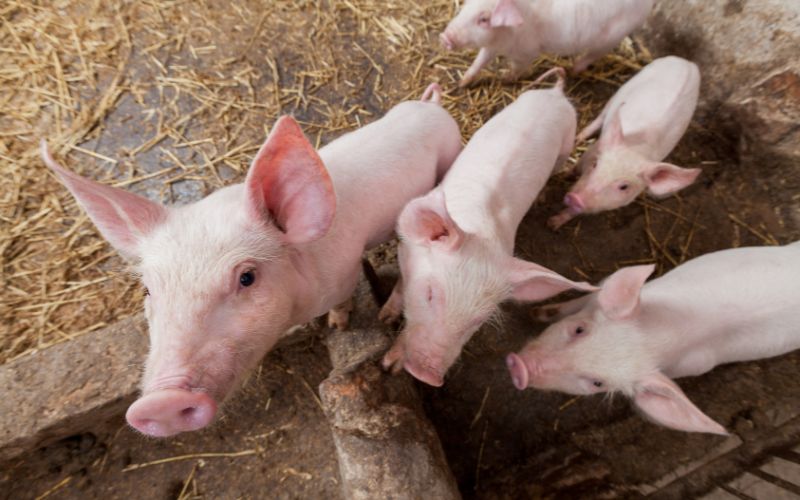 Giá heo hơi hôm nay 19/7 tại miền Trung, Tây Nguyên