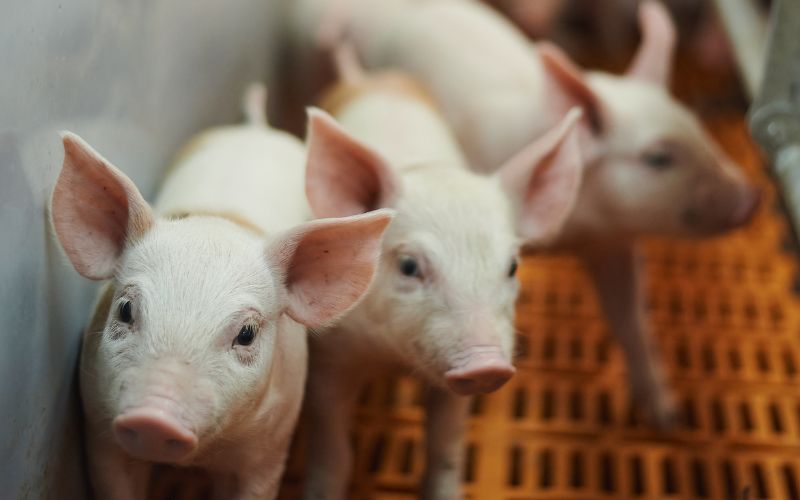 Giá heo hơi hôm nay 19/7 tại miền Bắc