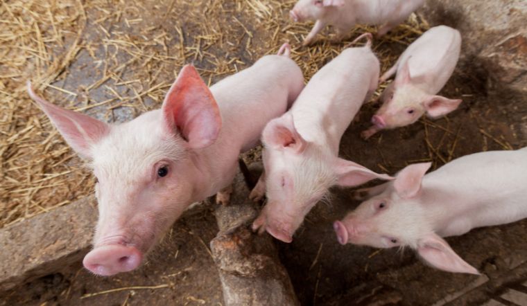 Giá heo hơi hôm nay 19/7: Tăng - giảm trái chiều tại cả ba miền