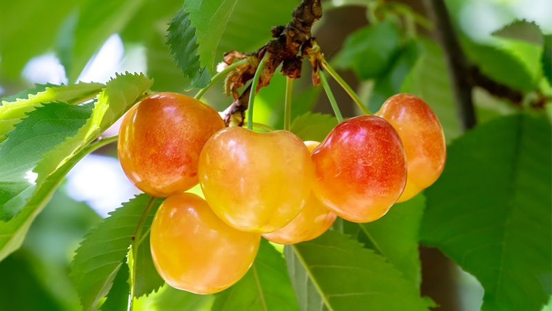 Cherry vàng là một loại trái cây thuộc họ Rosaceae, cùng họ với cherry đỏ