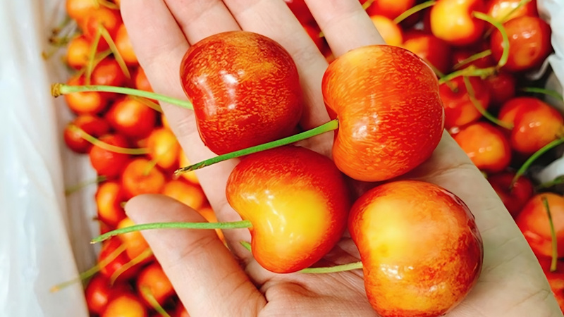 Cherry vàng mang đến nhiều lợi ích cho sức khỏe