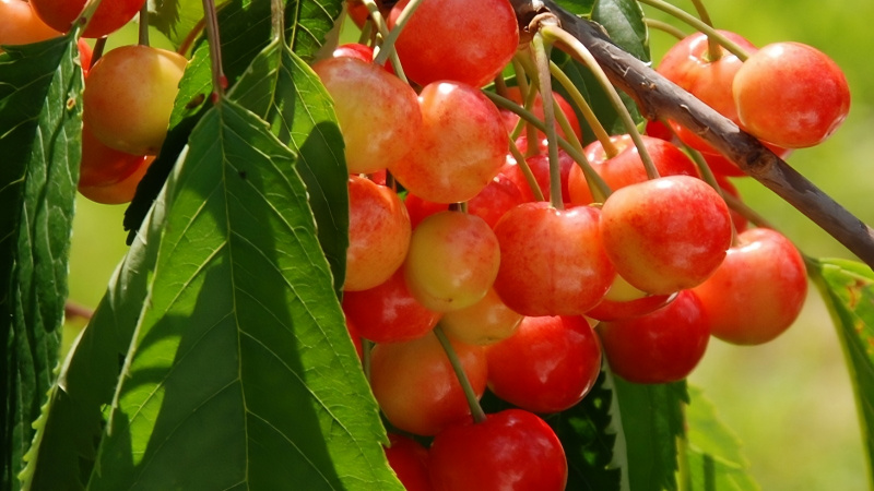 Cherry vàng có mức giá dao động trong khoảng 400.000 - 700.000 đồng/kg