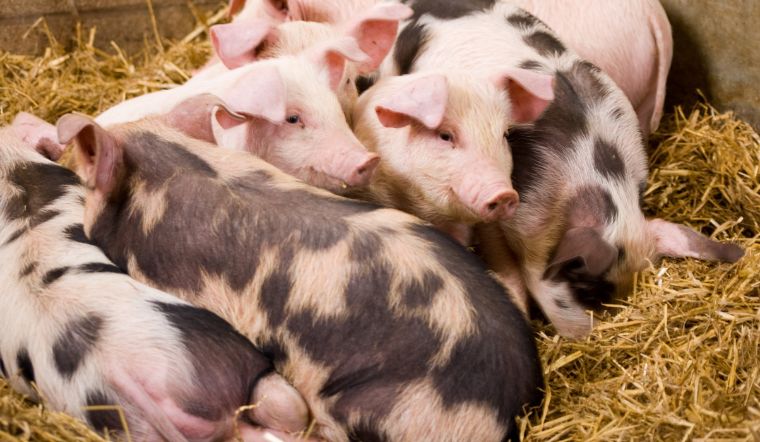 Giá heo hơi hôm nay 20/7: Giảm từ 1.000 đồng/kg