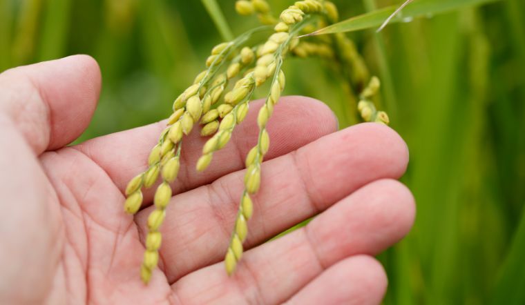 Giá lúa gạo hôm nay 20/7/2023: Tăng giá mạnh ở nhiều giống lúa, nếp