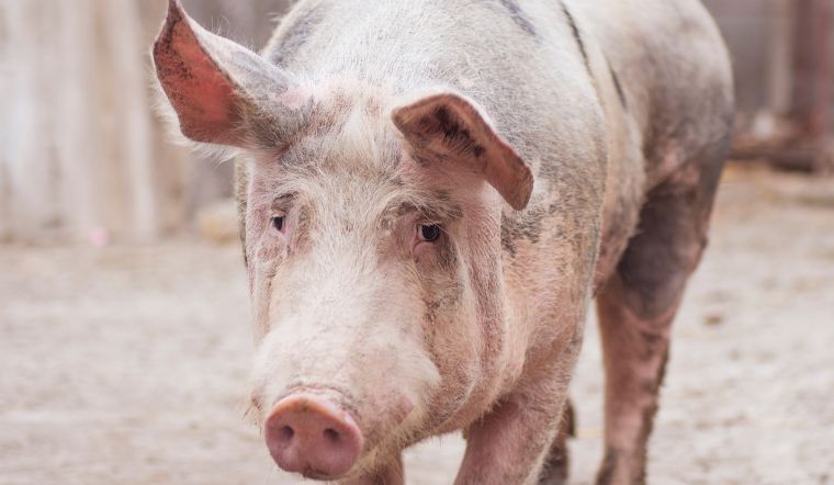 Giá heo hơi hôm nay 21/7: Biến động nhẹ, thấp nhất 59.000 đồng/kg