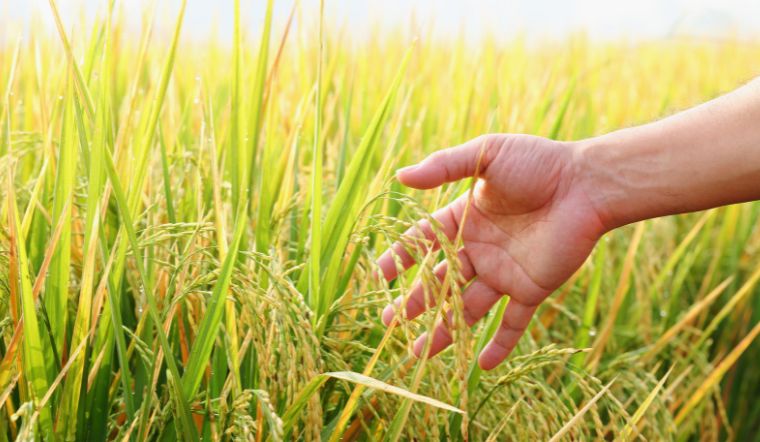 Giá lúa gạo hôm nay 21/7/2023: Không thay đổi