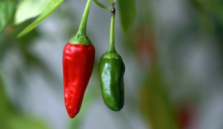 Giá ớt hôm nay 21/07/2023: Thị trường chững giá