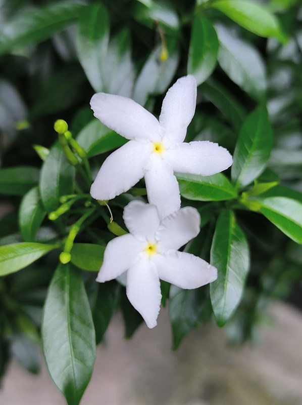 Ảnh chụp macro cho chất lượng tốt nhưng phải chỉnh tay khá nhiều Ảnh chụp macro cho chất lượng tốt nhưng phải chỉnh tay khá nhiều