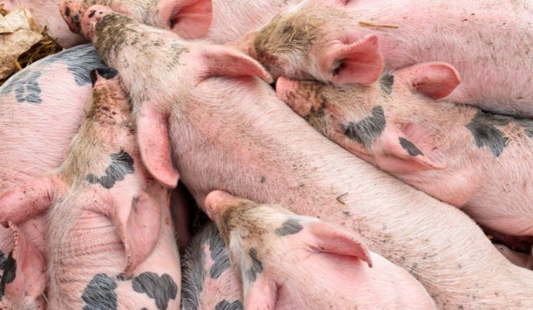Giá heo hơi hôm nay 22/7: Tiếp tục giảm tại một số tỉnh thành