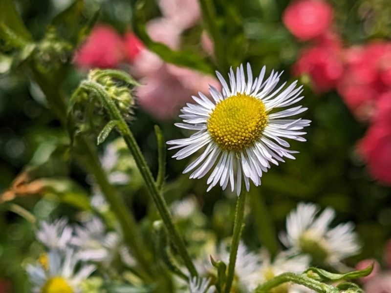 Ảnh chụp từ Pixel Fold. Ảnh chụp từ Pixel Fold.