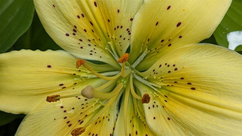 Ảnh chụp từ Pixel Fold. Ảnh chụp từ Pixel Fold.