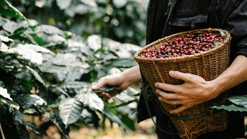 Giá cà phê Robusta giao dịch tại London