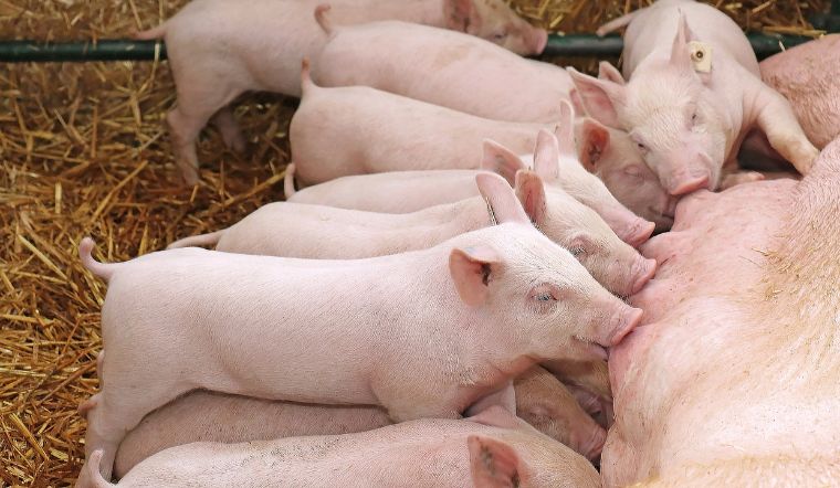 Giá heo hơi hôm nay 25/7: Giảm từ 1.000 - 2.000 đồng