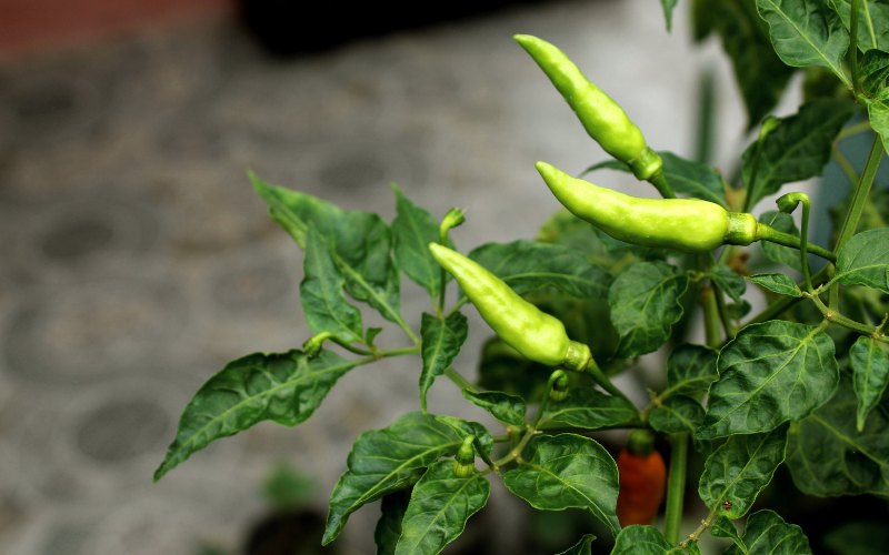 Giá ớt hôm nay 25/07