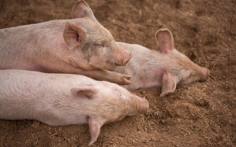 Giá heo hơi hôm nay 26/7 tại miền Bắc