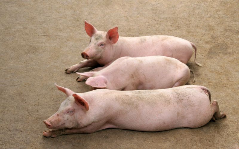 Giá heo hơi hôm nay 26/7 tại miền Trung, Tây Nguyên