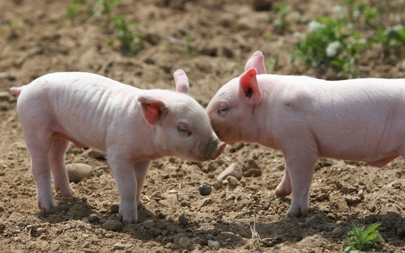 Giá heo hơi hôm nay 26/7 tại miền Nam