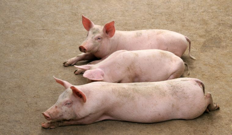 Giá heo hơi hôm nay 26/7: Tiếp tục giảm 1.000 đồng