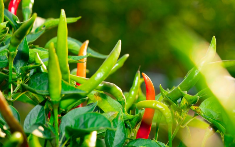 Giá ớt hôm nay 26/07/2023 mới nhất