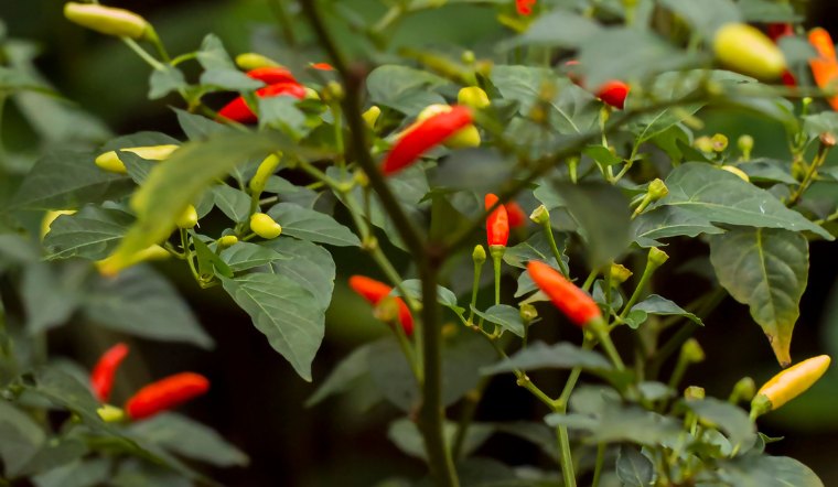 Giá ớt hôm nay 26/07/2023: Thêm 1 ngày ổn định