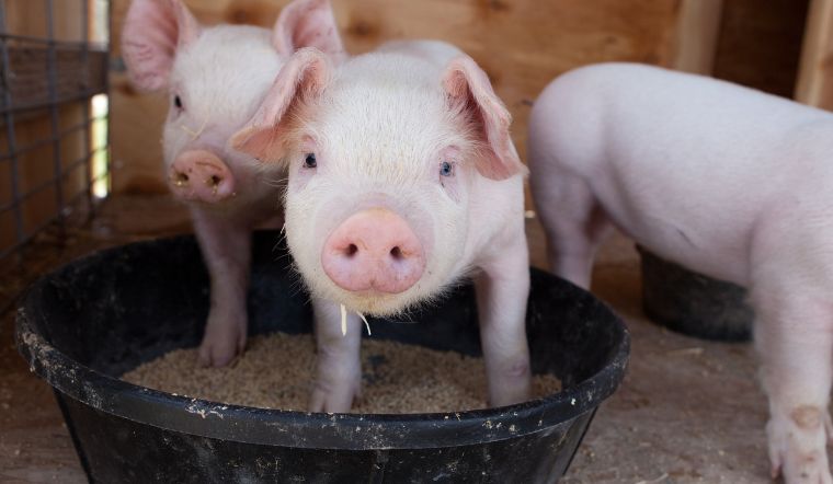 Giá heo hơi hôm nay 27/7: Giảm mạnh cao nhất 3.000 đồng