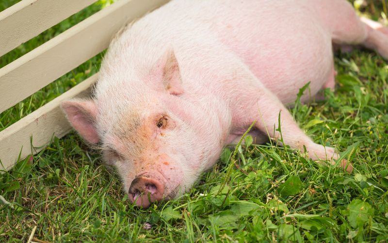 Giá heo hơi hôm nay 27/7 tại miền Bắc Giá heo hơi hôm nay 27/7 tại miền Bắc