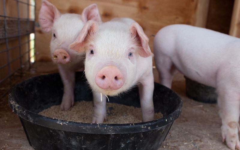 Giá heo hơi hôm nay 27/7 tại miền Trung, Tây Nguyên Giá heo hơi hôm nay 27/7 tại miền Trung, Tây Nguyên