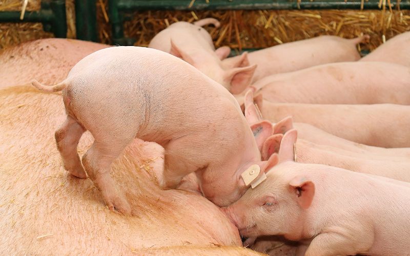 Giá heo hơi hôm nay 28/7 tại miền Bắc