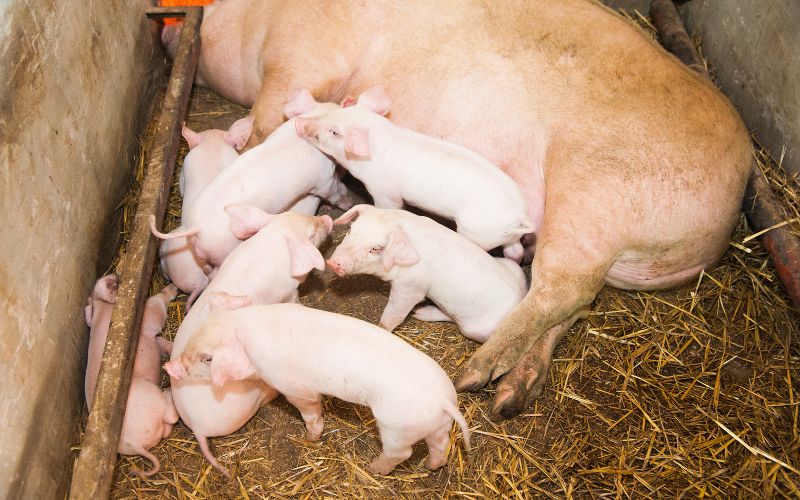 Giá heo hơi hôm nay 28/7 tại miền Trung, Tây Nguyên