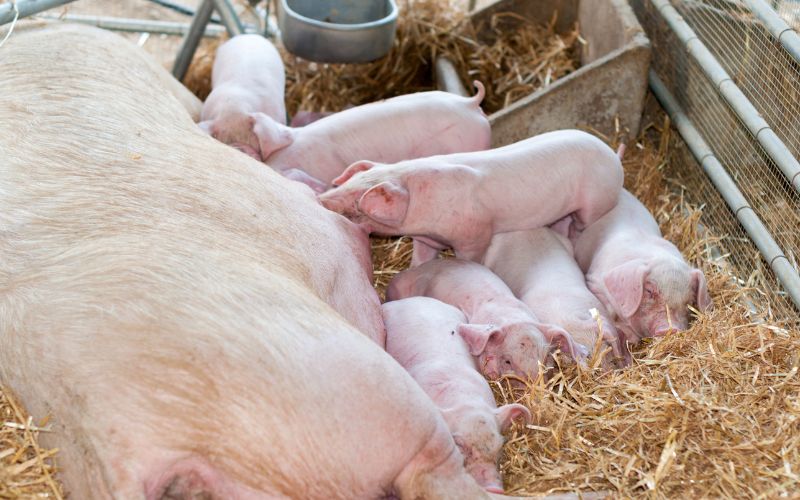 Giá heo hơi hôm nay 28/7 tại miền Nam