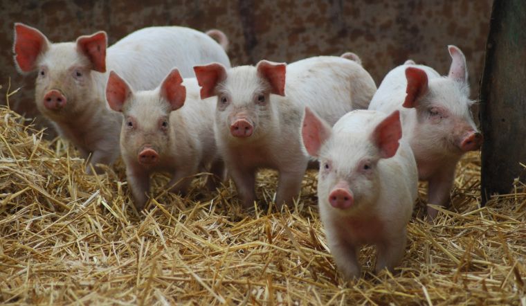 Giá heo hơi hôm nay 29/7: Giảm tại ba miền, cao nhất 62.000 đồng