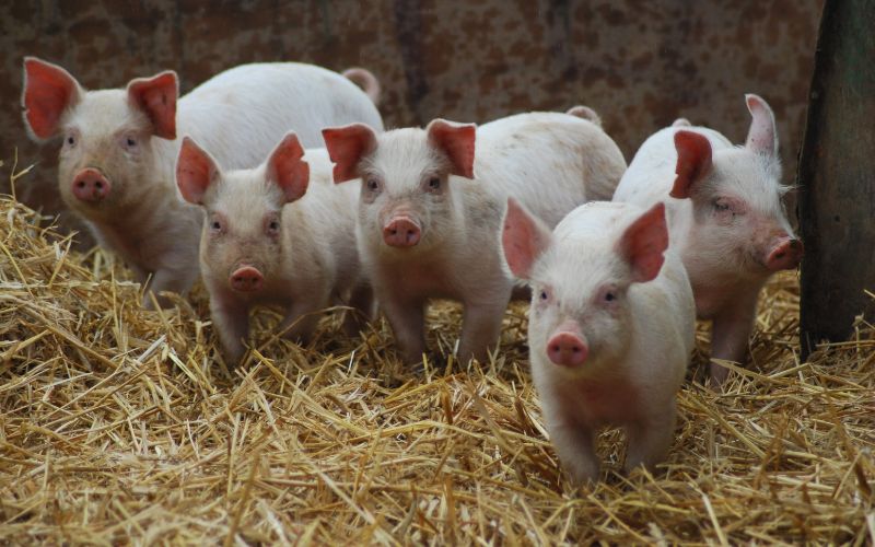 Giá heo hơi hôm nay 29/7 tại miền Trung, Tây Nguyên