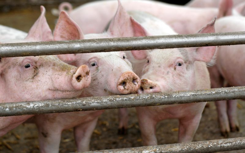 Giá heo hơi hôm nay 31/7 tại miền Nam