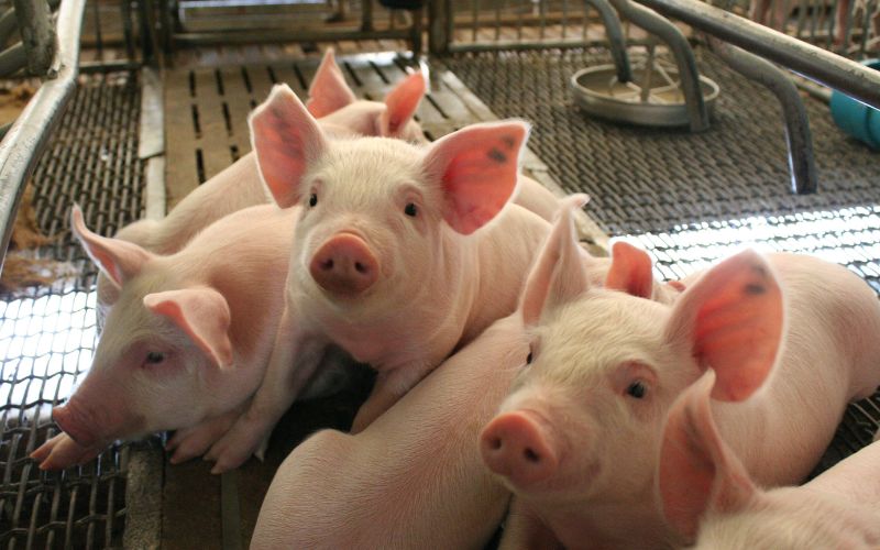 Giá heo hơi hôm nay 31/7 tại miền Trung, Tây Nguyên