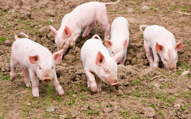 Giá heo hơi hôm nay 31/7 tại miền Bắc