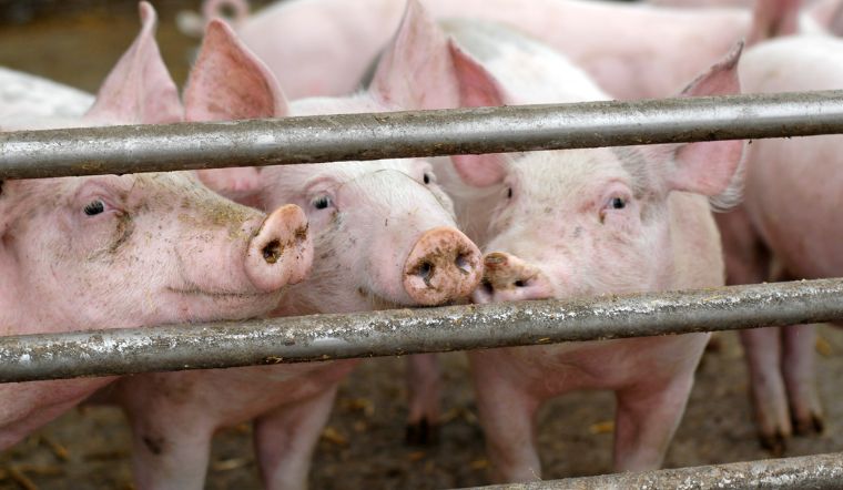 Giá heo hơi hôm nay 31/7: Đi ngang tại ba miền