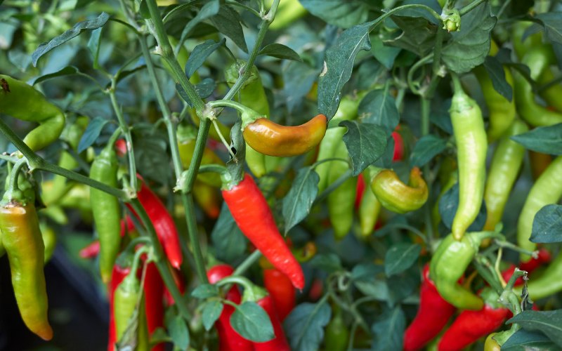 Giá ớt hôm nay 31/07