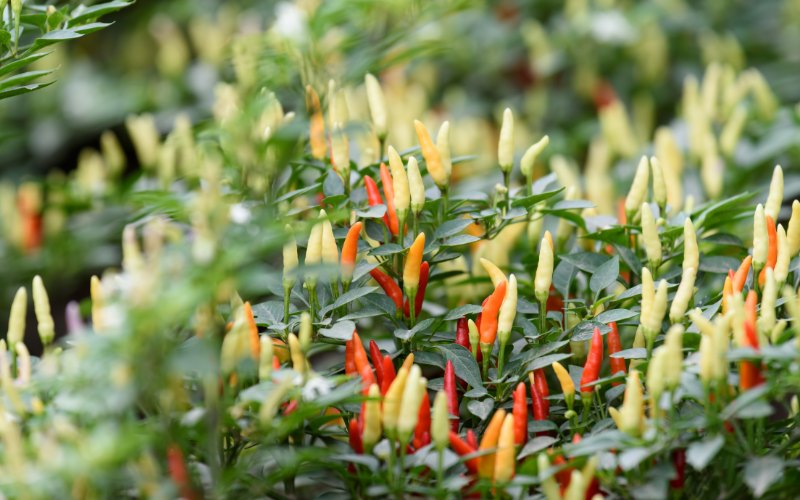 Giá ớt hôm nay 31/07 cập nhật mới nhất