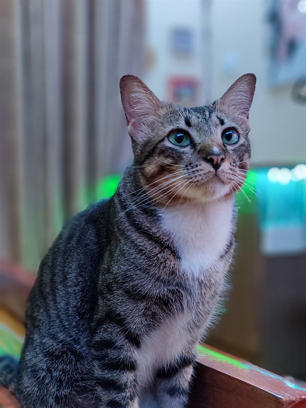 Ảnh chụp chân dung động vật trong môi trường ánh sáng yếu rất tốt Ảnh chụp chân dung động vật trong môi trường ánh sáng yếu rất tốt