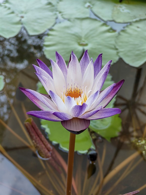 Ảnh chụp trong môi trường đủ sáng Ảnh chụp trong môi trường đủ sáng